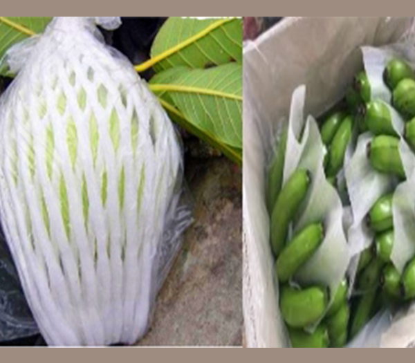 Màng PE foam